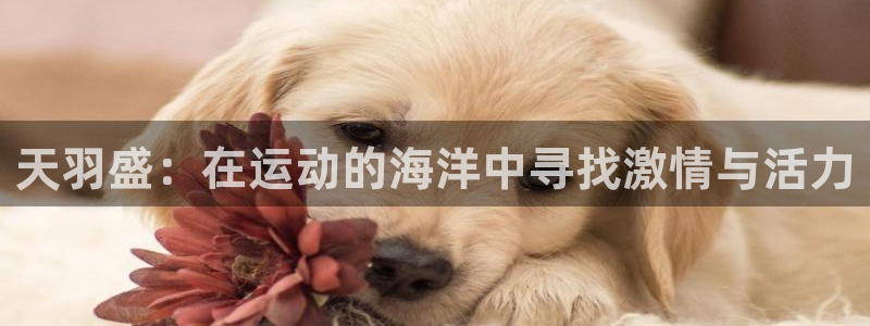 vsport体育在线官网